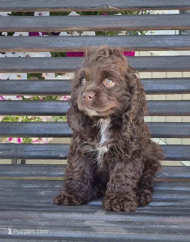 Trail – Cocker Spaniel puppy for sale in Greers Ferry, AR