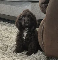 Trail, a male Cocker Spaniel for sale in Greers Ferry, AR – 3 of 4