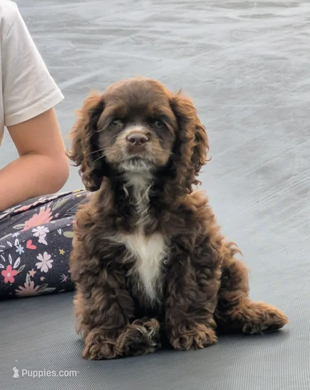Freckles  – Cocker Spaniel puppy for sale in Greers Ferry, AR