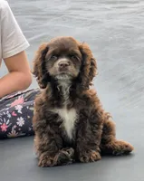 Freckles , a female Cocker Spaniel for sale in Greers Ferry, AR – 1 of 5