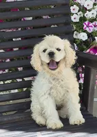 Lasso *silver buff*, a male Cocker Spaniel for sale in Greers Ferry, AR – 3 of 7