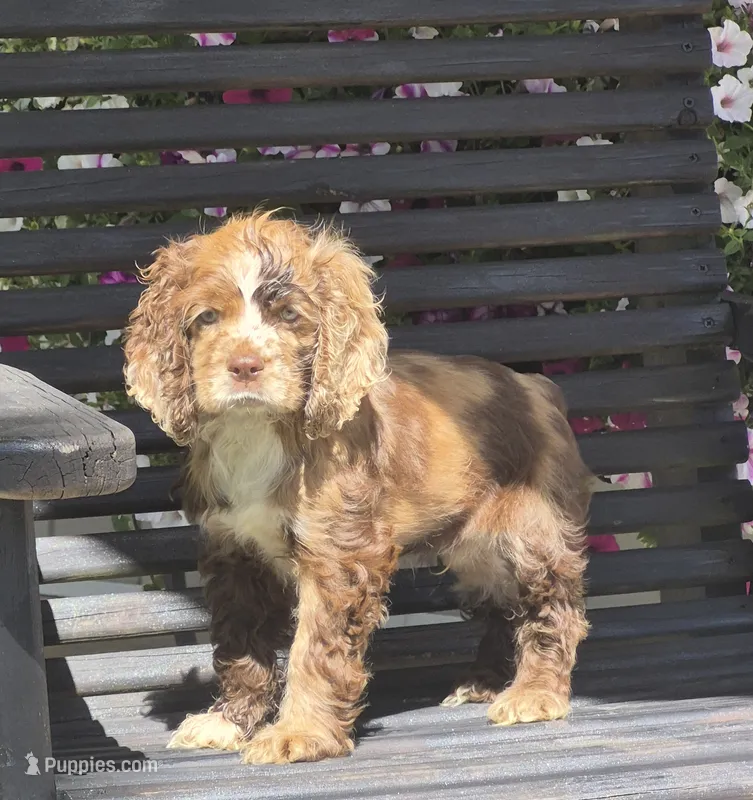 Tex – Cocker Spaniel puppy for sale in Greers Ferry, AR