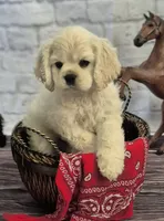 Lasso, a male Cocker Spaniel for sale in Greers Ferry, AR – Photo 2 of 3