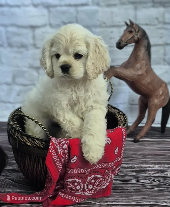 Lasso – Cocker Spaniel puppy for sale in Greers Ferry, AR