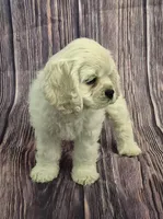 Lasso, a male Cocker Spaniel for sale in Greers Ferry, AR – Photo 3 of 3