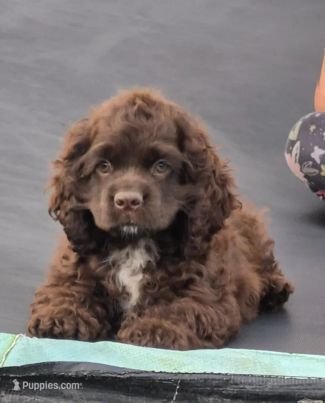 Trail – Cocker Spaniel puppy for sale in Greers Ferry, AR