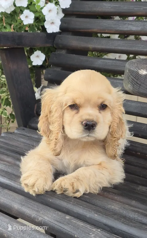 Annie Oakley – Cocker Spaniel puppy for sale in Greers Ferry, AR