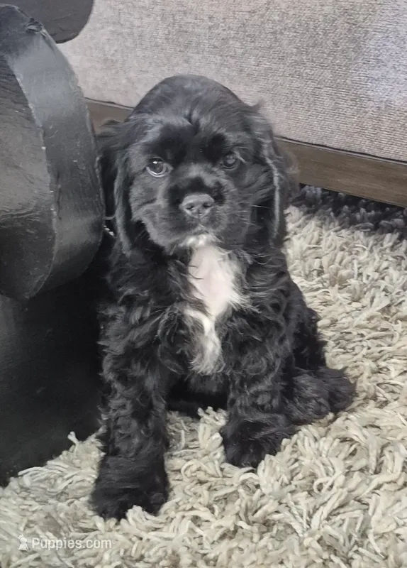 Laramie – Cocker Spaniel puppy for sale in Greers Ferry, AR