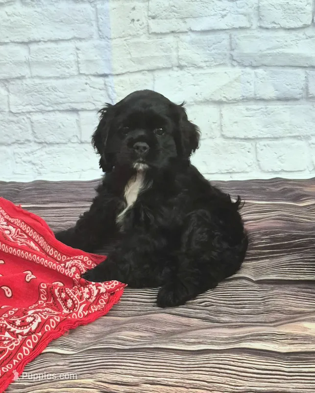 Laramie – Cocker Spaniel puppy for sale in Greers Ferry, AR