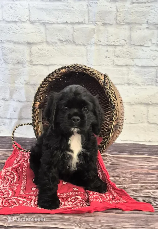 Laramie – Cocker Spaniel puppy for sale in Greers Ferry, AR