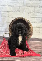 Laramie, a male Cocker Spaniel for sale in Greers Ferry, AR – Photo 1 of 2