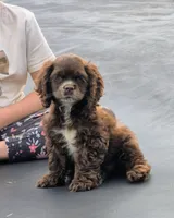 Freckles , a female Cocker Spaniel for sale in Greers Ferry, AR – 2 of 5