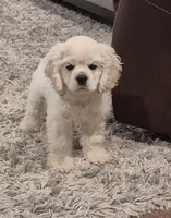 Lasso *silver buff*, a male Cocker Spaniel for sale in Greers Ferry, AR – 3 of 5