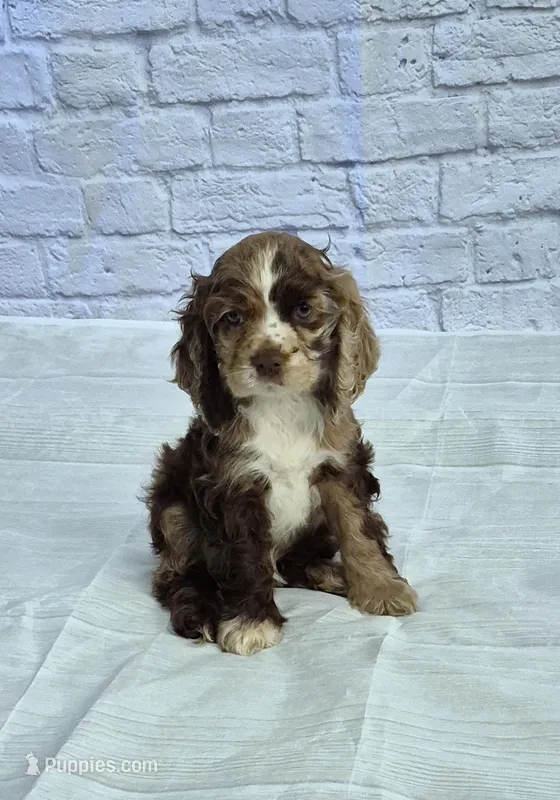 Tex – Cocker Spaniel puppy for sale in Greers Ferry, AR