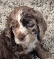 Tex, a male Cocker Spaniel for sale in Greers Ferry, AR – Photo 3 of 3