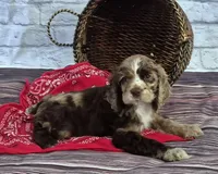 Tex, a male Cocker Spaniel for sale in Greers Ferry, AR – Photo 2 of 3