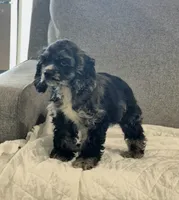 Ranger, a male Cocker Spaniel for sale in Greers Ferry, AR – 3 of 4