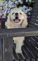 Lasso *silver buff*, a male Cocker Spaniel for sale in Greers Ferry, AR – 4 of 7