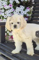 Lasso *silver buff*, a male Cocker Spaniel for sale in Greers Ferry, AR – 2 of 7