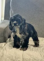 Ranger, a male Cocker Spaniel for sale in Greers Ferry, AR – 2 of 4