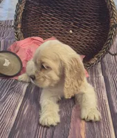 Annie Oakley, a female Cocker Spaniel for sale in Greers Ferry, AR – Photo 3 of 3