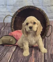 Annie Oakley, a female Cocker Spaniel for sale in Greers Ferry, AR – Photo 2 of 3