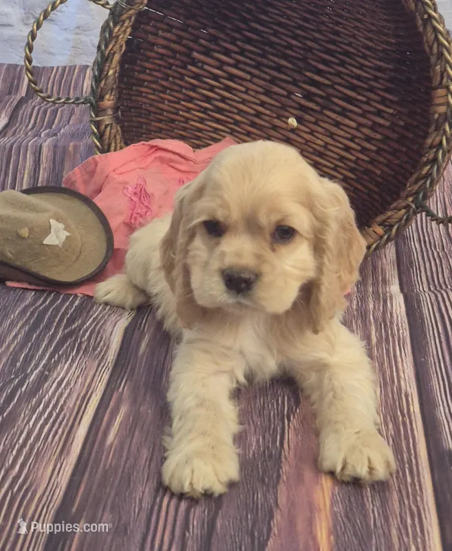 Annie Oakley, a female Cocker Spaniel for sale in Greers Ferry, AR – Photo 1 of 3