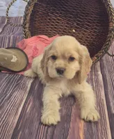 Annie Oakley, a female Cocker Spaniel for sale in Greers Ferry, AR – Photo 1 of 3