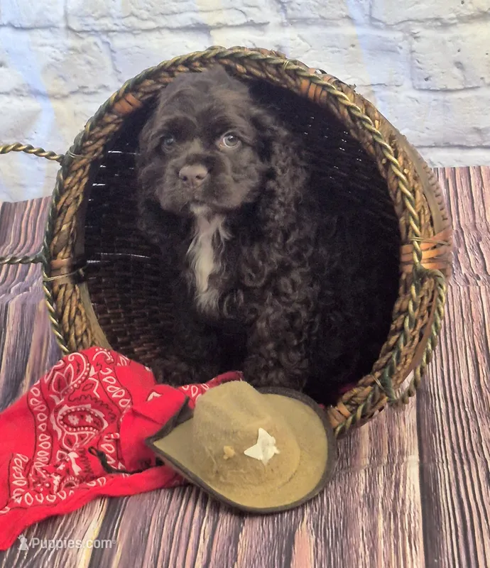Trail, a male Cocker Spaniel for sale in Greers Ferry, AR – Photo 1 of 3