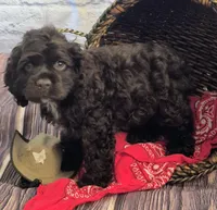 Trail, a male Cocker Spaniel for sale in Greers Ferry, AR – Photo 3 of 3
