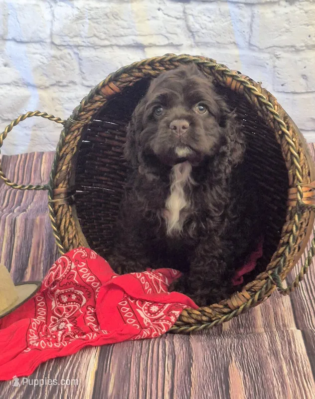 Trail – Cocker Spaniel puppy for sale in Greers Ferry, AR