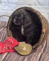 Trail, a male Cocker Spaniel for sale in Greers Ferry, AR – Photo 2 of 3
