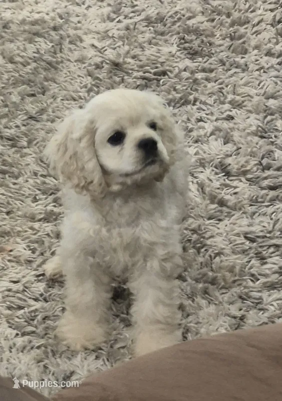 Lasso *silver buff* – Cocker Spaniel puppy for sale in Greers Ferry, AR