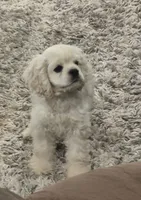 Lasso *silver buff*, a male Cocker Spaniel for sale in Greers Ferry, AR – 4 of 5