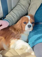 Zach, a male Cavalier King Charles Spaniel for sale in Greers Ferry, AR – Photo 1 of 4