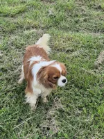 Zach, a male Cavalier King Charles Spaniel for sale in Greers Ferry, AR – Photo 4 of 4