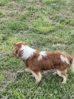 Zach, a male Cavalier King Charles Spaniel for sale in Greers Ferry, AR – Photo 3 of 4