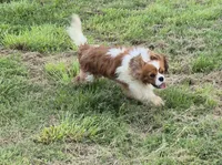 Zach, a male Cavalier King Charles Spaniel for sale in Greers Ferry, AR – Photo 2 of 4