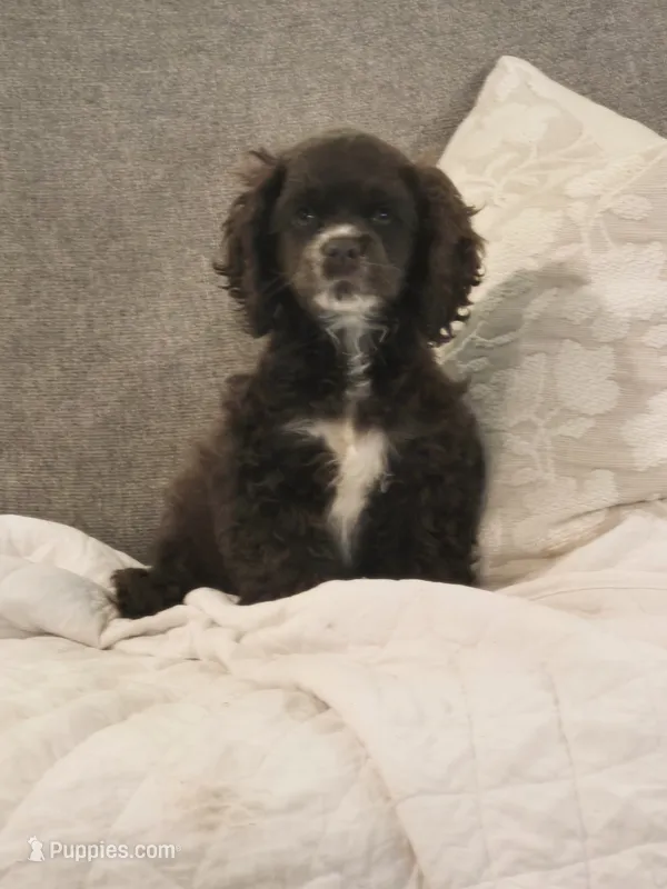 Freckles  – Cocker Spaniel puppy for sale in Greers Ferry, AR