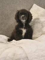 Freckles , a female Cocker Spaniel for sale in Greers Ferry, AR – 4 of 5