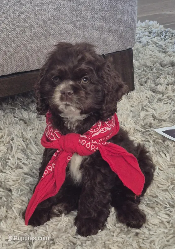 Freckles  – Cocker Spaniel puppy for sale in Greers Ferry, AR