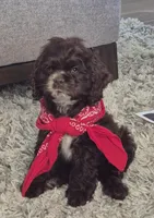 Freckles , a female Cocker Spaniel for sale in Greers Ferry, AR – Photo 1 of 3
