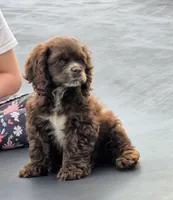 Freckles , a female Cocker Spaniel for sale in Greers Ferry, AR – 3 of 5