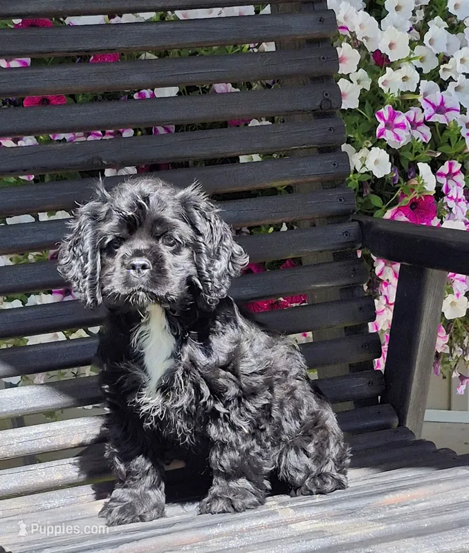 Laramie – Cocker Spaniel puppy on hold in Greers Ferry, AR