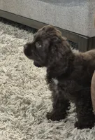 Trail, a male Cocker Spaniel for sale in Greers Ferry, AR – 4 of 4