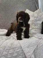 Freckles , a female Cocker Spaniel for sale in Greers Ferry, AR – 5 of 5