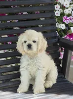 Lasso *silver buff*, a male Cocker Spaniel for sale in Greers Ferry, AR – 1 of 7