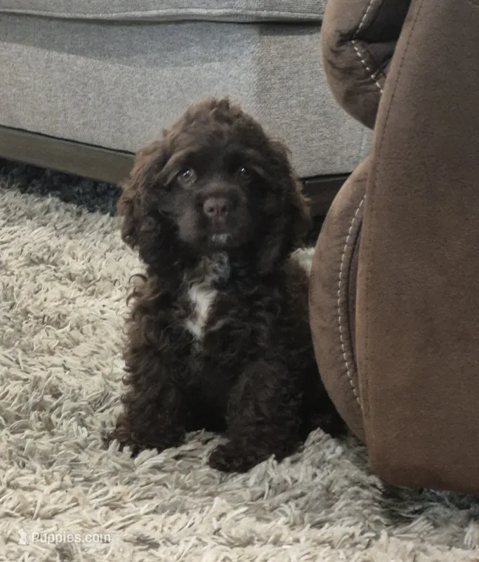 Trail – Cocker Spaniel puppy for sale in Greers Ferry, AR
