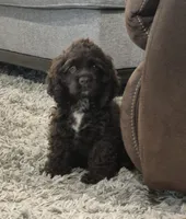 Trail, a male Cocker Spaniel for sale in Greers Ferry, AR – 2 of 4