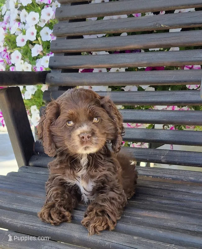 Freckles  – Cocker Spaniel puppy for sale in Greers Ferry, AR